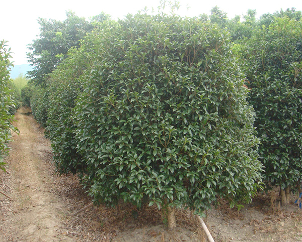 香樟樹(shù)12