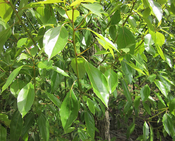 香樟樹(shù)5